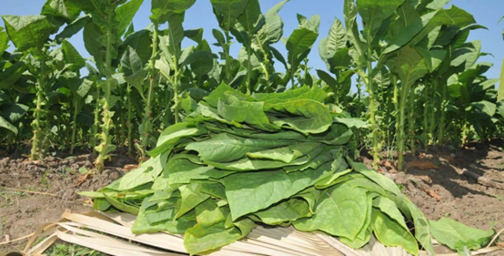 A close-up of natural tobacco leaves