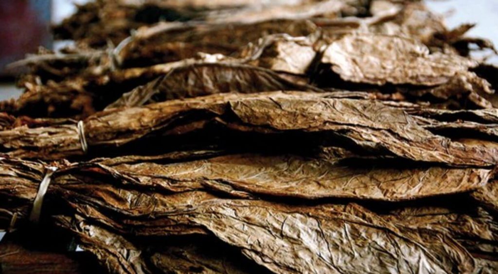A close-up of dark air-cured tobacco leaves hanging to dry