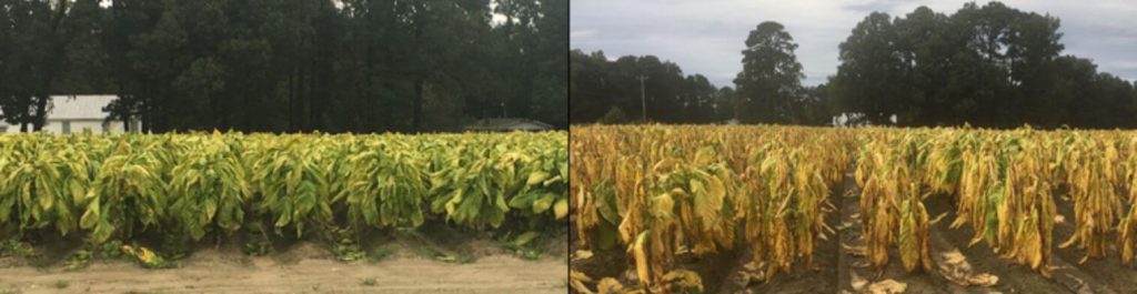 Burley tobacco leaves drying in the sun
